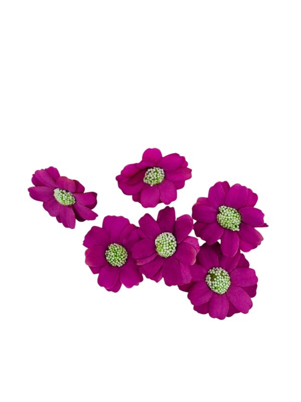 Flor margarita Bugambilia