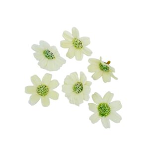 Flor margarita Beige